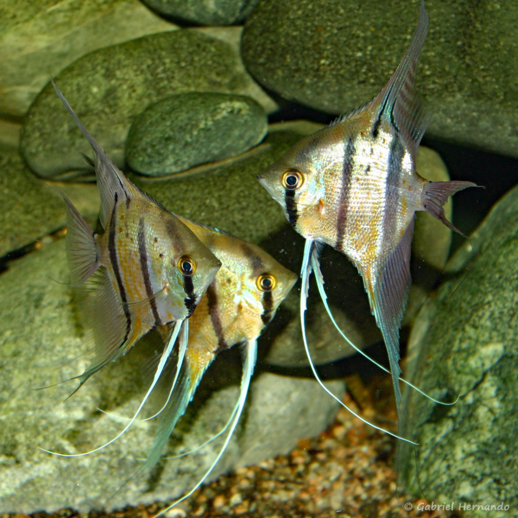 Pterophyllum scalare, variété du Pérou (Club aquariophile de Vernon, janvier 2005)