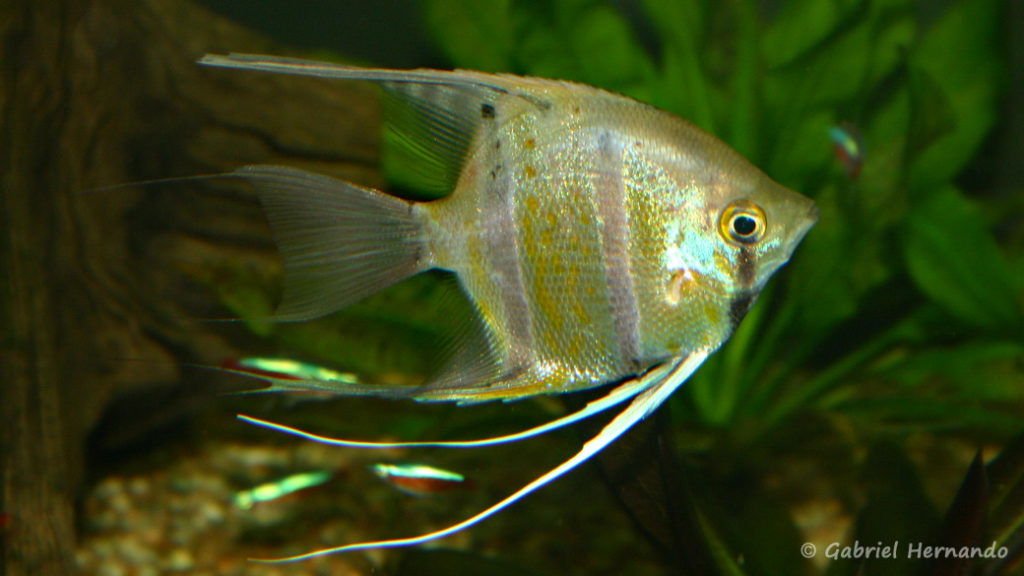 Pterophyllum scalare, variété du Pérou (Club aquariophile de Vernon, juin 2004)