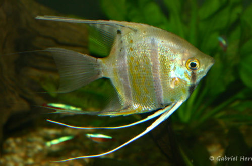 Pterophyllum scalare, variété du Pérou (Club aquariophile de Vernon, juin 2004)