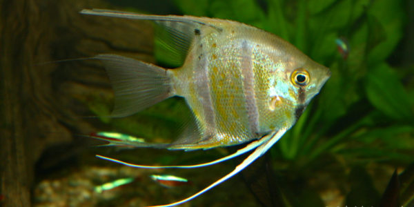 Pterophyllum scalare, variété du Pérou (Club aquariophile de Vernon, juin 2004)
