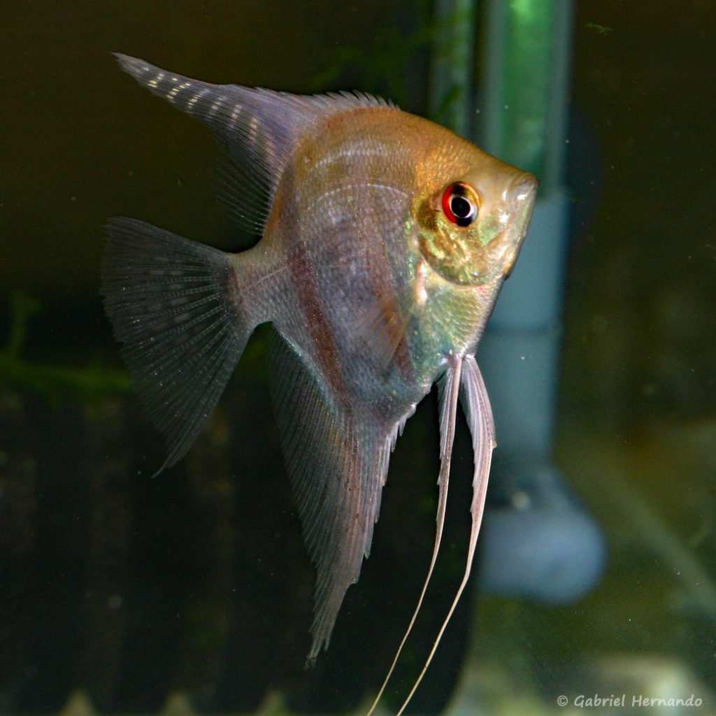 Pterophyllum scalare, variété du Rio Araguaia (Vichy, congrès AFC 2010)