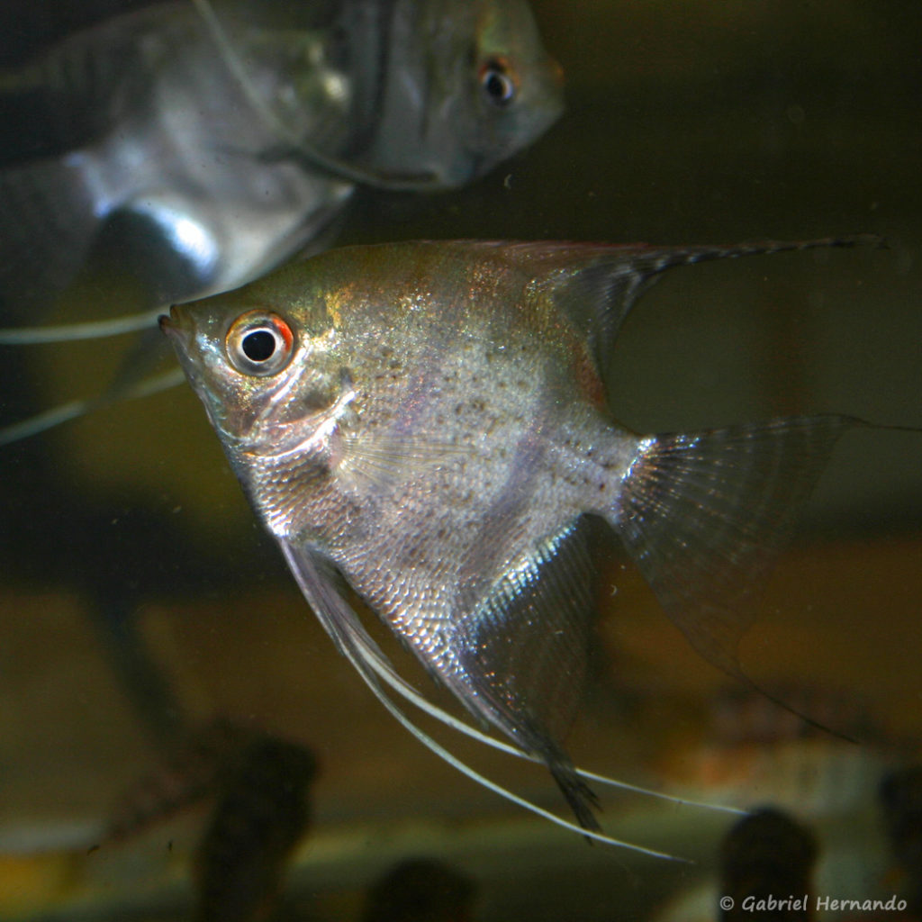 Pterophyllum scalare, variété du Rio Xingu (Vichy, congrès AFC 2005)