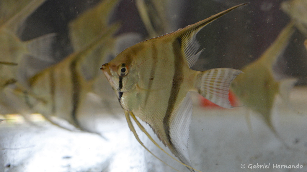 Pterophyllum scalare, variété du Rio Manacapuru, Brésil (Montereau-Fault-Yonne, congrès AFC 2019)