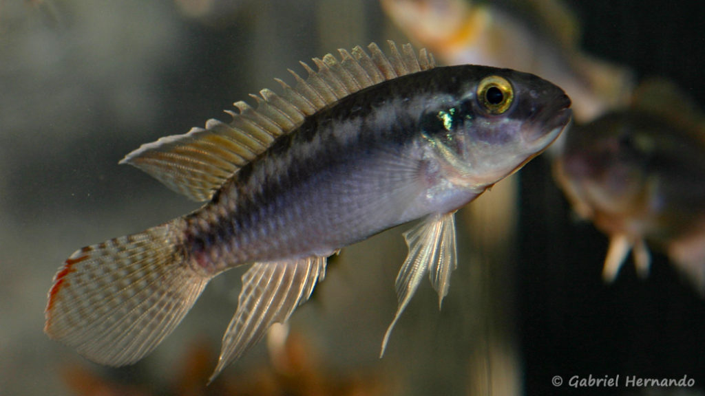 Congochromis dimidiatus (Aquarium de Marbais, Belgique, février 2012)