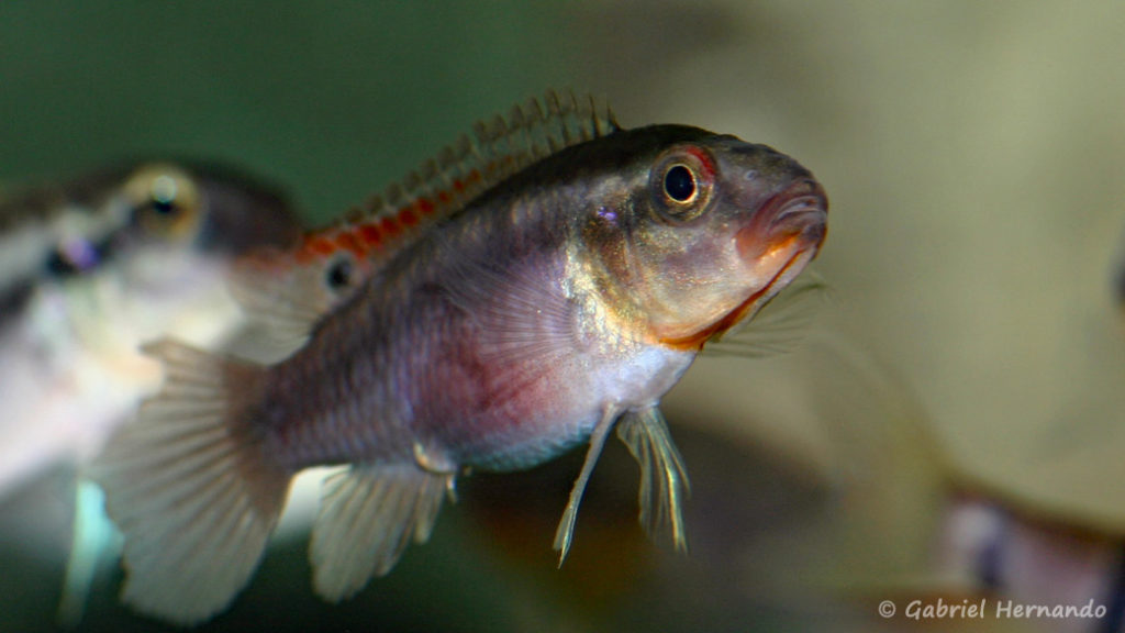 Congochromis dimidiatus (Aquarium de Marbais, Belgique, février 2012)