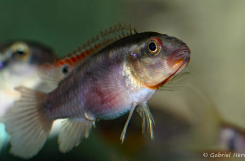 Congochromis dimidiatus (Aquarium de Marbais, Belgique, février 2012)