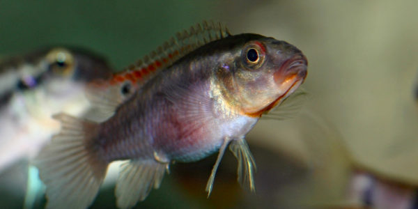 Congochromis dimidiatus (Aquarium de Marbais, Belgique, février 2012)