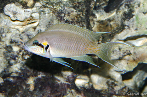 Neolamprologus brichardi (Club aquariophile de Vernon, juin 2004)