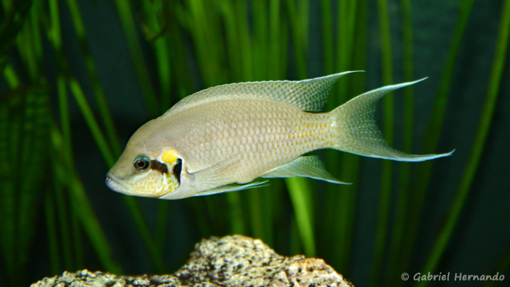 Neolamprologus brichardi (Club aquariophile de Vernon, juin 2004)