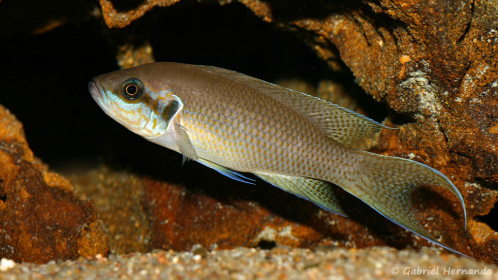 Neolamprologus brichardi, variété de Fulwe (Association Aquariophile de Rouen, mars 2008)