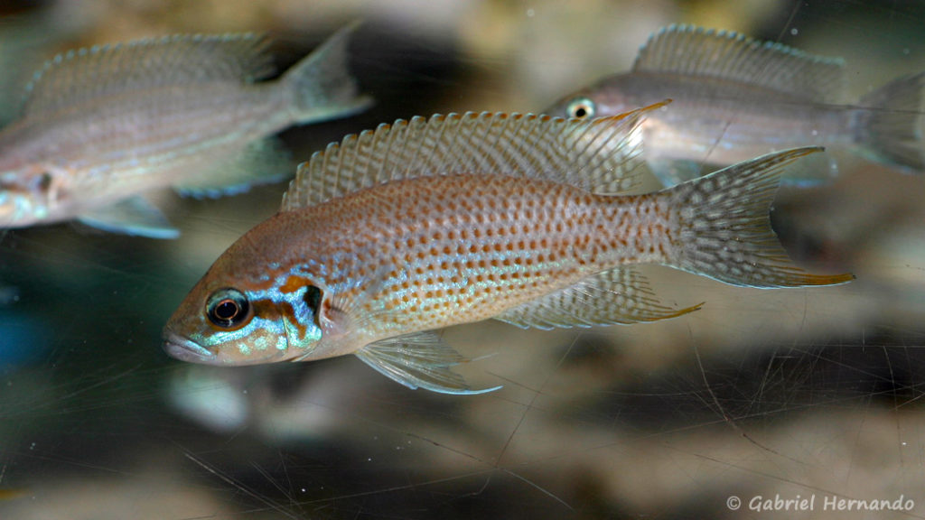 Neolamprologus brichardi , variété de Kiku (Aqua Treff, Duisbourg, Allemagne, mars 2011)