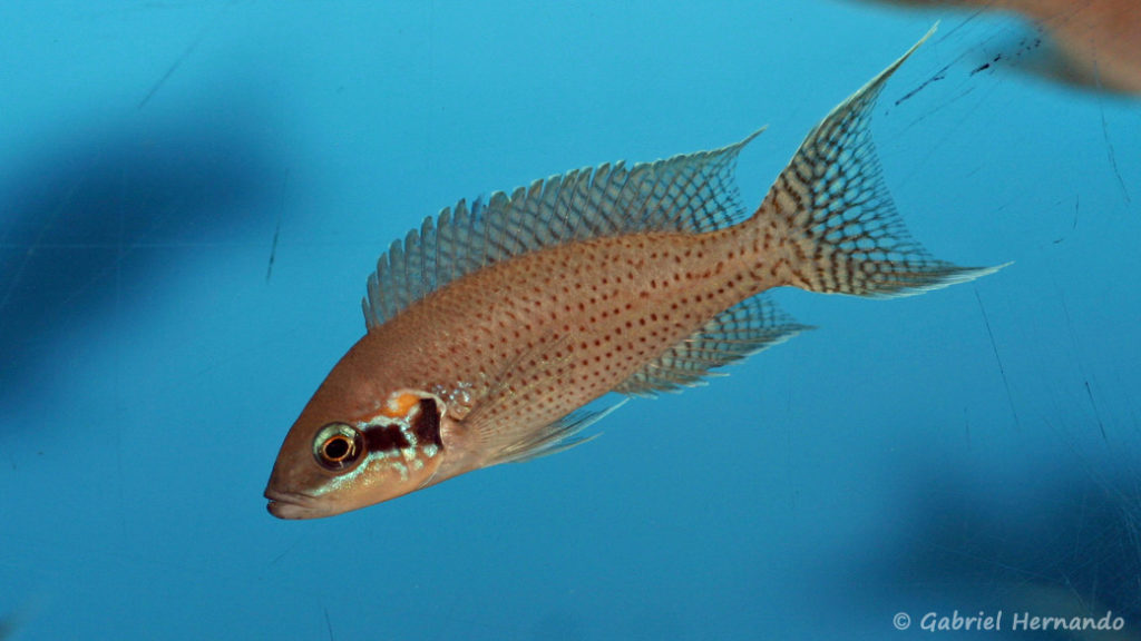 Neolamprologus brichardi, variété de Bemba (Aqua Treff, Duisbourg, Allemagne, mars 2011)