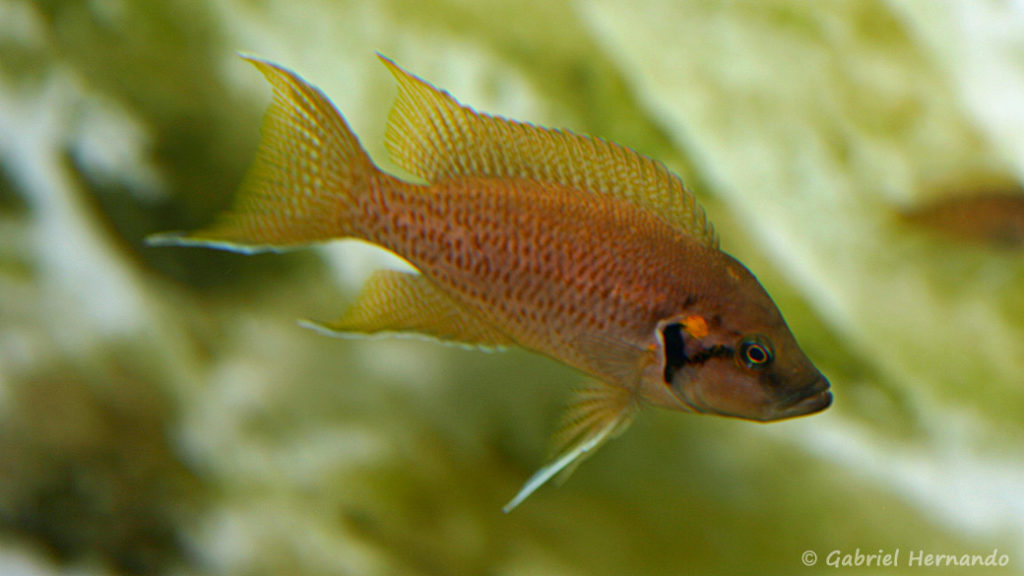 Neolamprologus helianthus (chez Heinz Büscher, Suisse, décembre 2008)