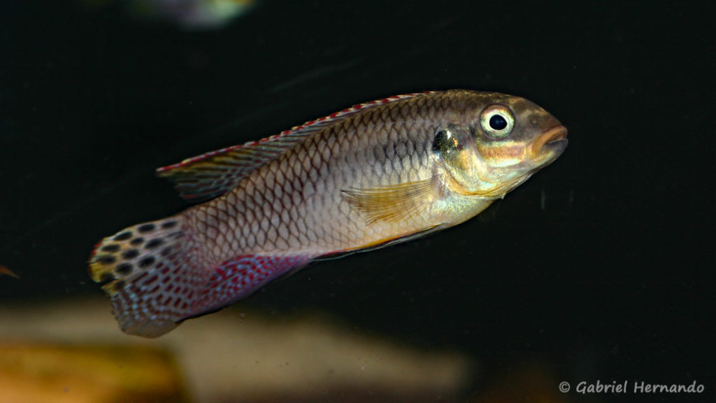 Pelvicachromis taeniatus, mâle de la variété de Lokoundje (Zoo Jazac, Duisbourg, mars 2011)