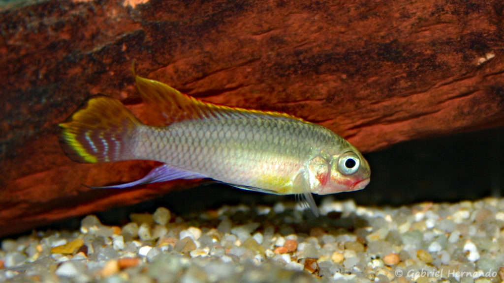 Pelvicachromis taeniatus, mâle de la variété Red Nigeria (Club aquariophile de Vernon, janvier 2004)