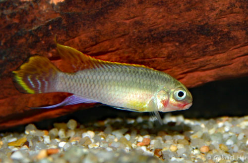 Pelvicachromis taeniatus, mâle de la variété Red Nigeria (Club aquariophile de Vernon, janvier 2004)