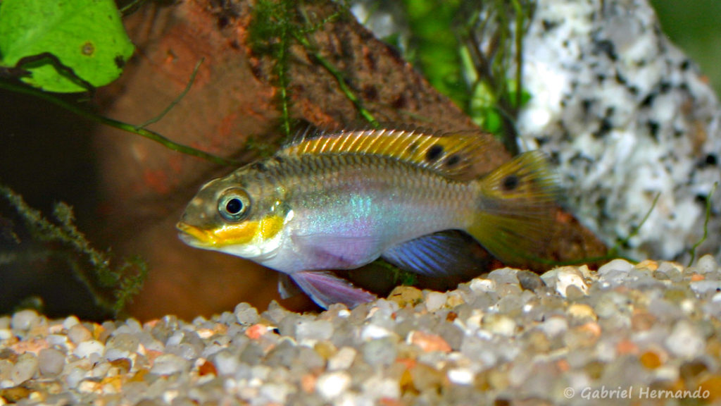 Pelvicachromis taeniatus, femelle de la variété Red Nigeria (Club aquariophile de Vernon, janvier 2004)