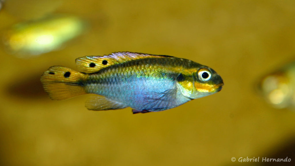 Pelvicachromis taeniatus, femelle de la variété de Moliwe (Association aquariophile de Rouen, avril 2006)