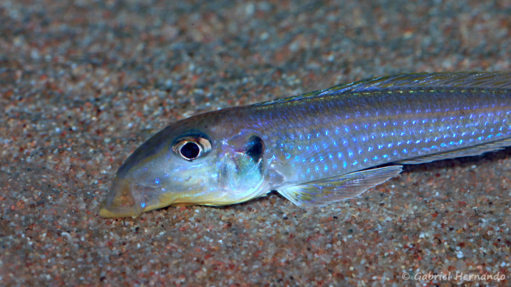 Xenotilapia sp. "kilesa" (Club aquariophile de Vernon, décembre 2007)