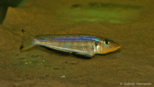 Xenotilapia sp. "kilesa" (Aquabeek, Pays Bas, mars 2011)