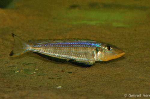 Xenotilapia sp. "kilesa" (Aquabeek, Pays Bas, mars 2011)