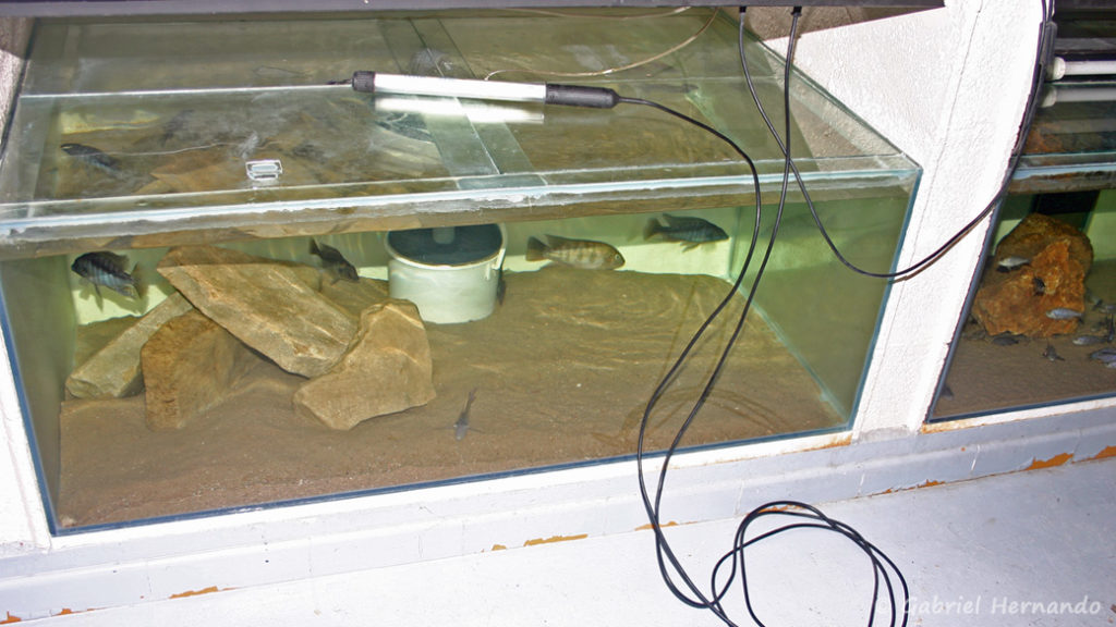 Eclairage temporaire d'un aquarium de 520 litres à l'aide de la baladeuse 8 Watts (photo prise avec flash)