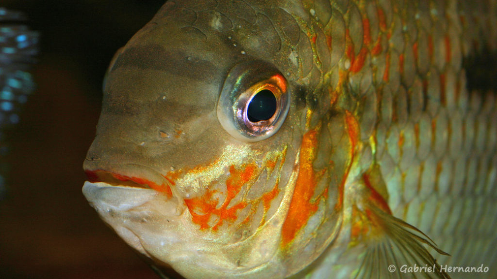 Krobia xinguensis (Club aquariophile de Vernon, juillet 2008)