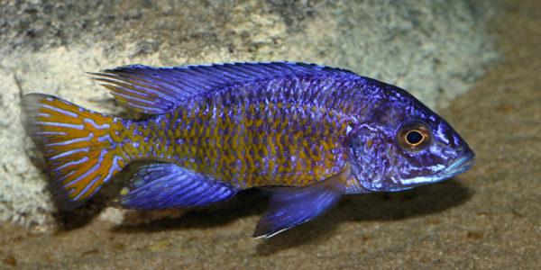 Aulonocara stuartgranti, mâle de la variété de Ngara