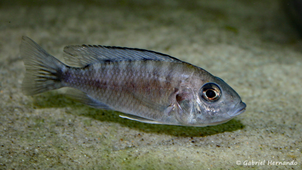 Aulonocara stuartgranti, femelle en incubation, de la variété de Ngara