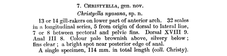 Description de Christyella nyasana Trewavas, 1935