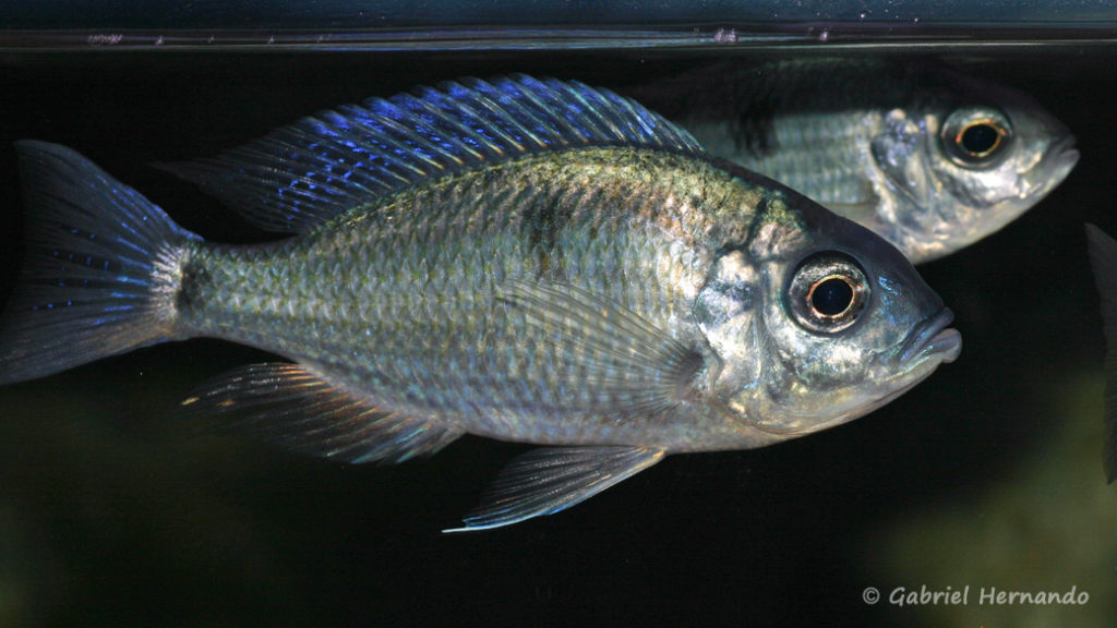 Copadichromis chrysonotus (dans la fishbank de Steve et Jérôme, décembre 2008)