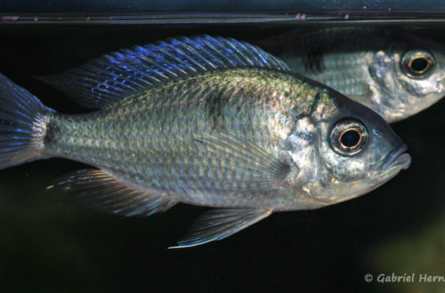 Copadichromis chrysonotus (dans la fishbank de Steve et Jérôme, décembre 2008)