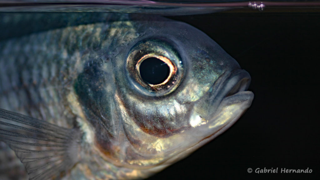 Copadichromis chrysonotus (dans la fishbank de Steve et Jérôme, décembre 2008)