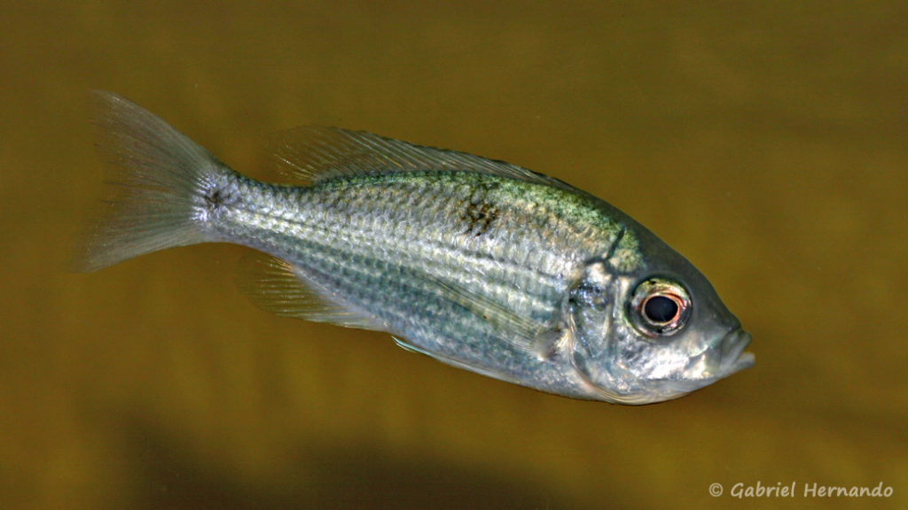 Copadichromis chrysonotus (chez moi, avril 2009)