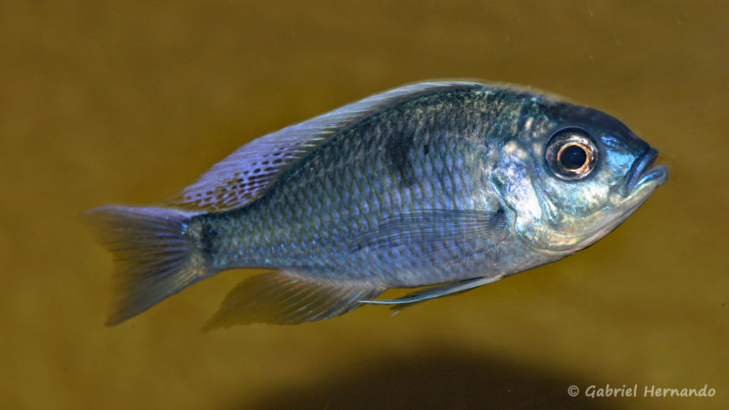 Copadichromis chrysonotus (chez moi, avril 2009)