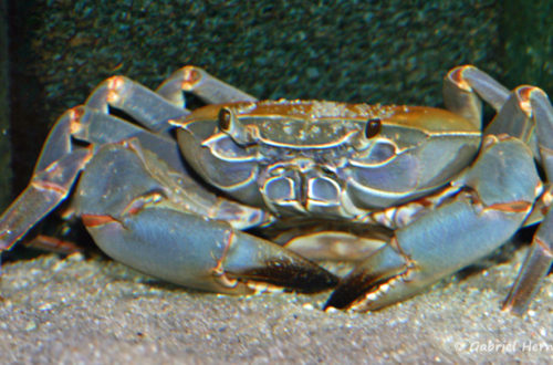 Potamonautes orbitospinus, (Aqua Treff, mars 2011)