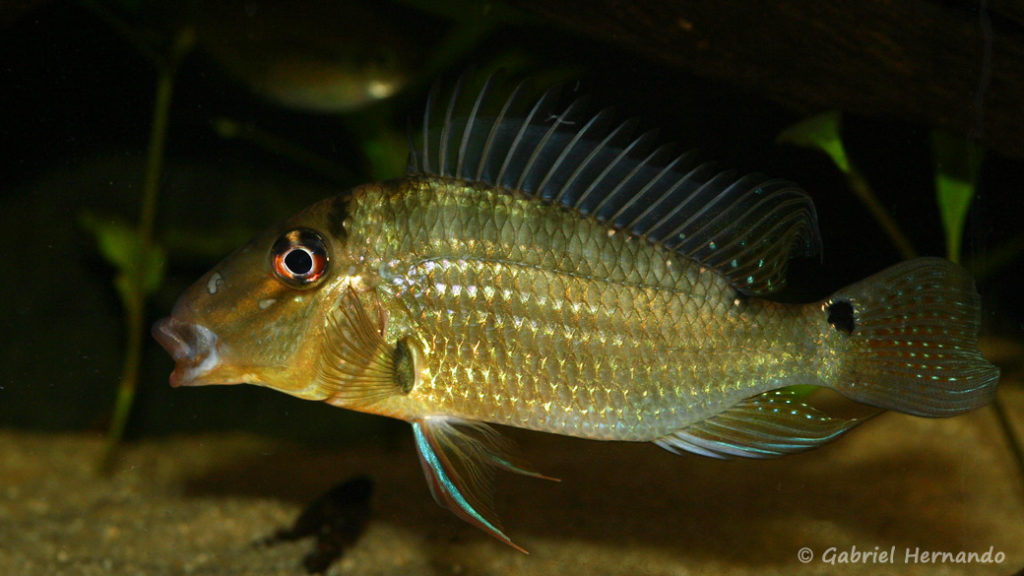 Satanoperca sp. "Red Lips", variété de la Crique Boulanger, Guyane (chez Yolande Koseve, août 2008)