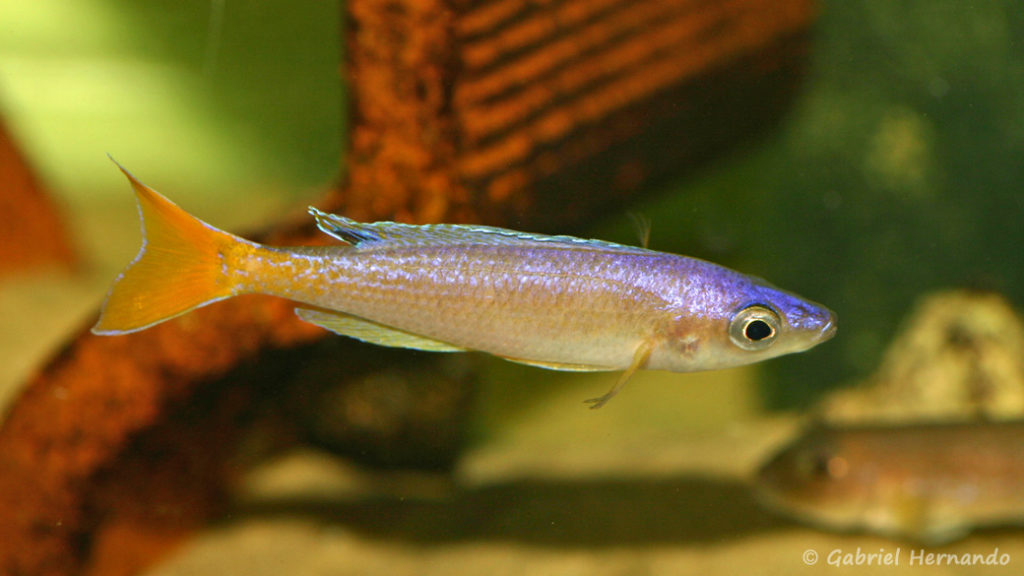 Cyprichromis leptosoma, variété de Utinta (Aquabeek, mars 2008)