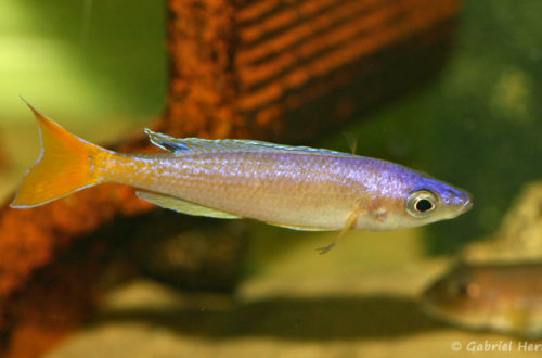 Cyprichromis leptosoma, variété de Utinta (Aquabeek, mars 2008)