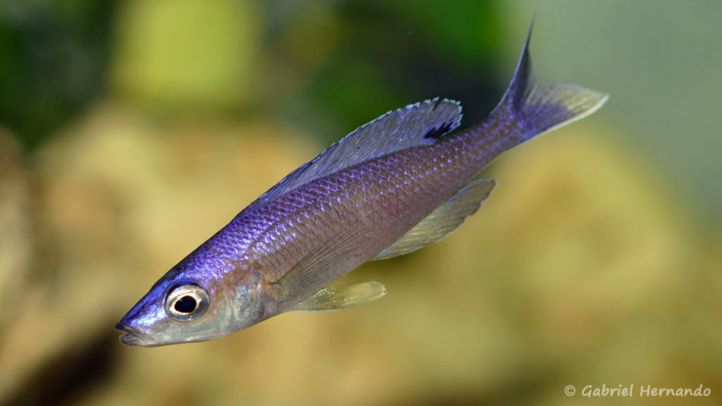 Cyprichromis leptosoma, variété de Mamelesa, forme bleue (Dans le local de Steve et Jérôme, Suisse, décembre 2008)