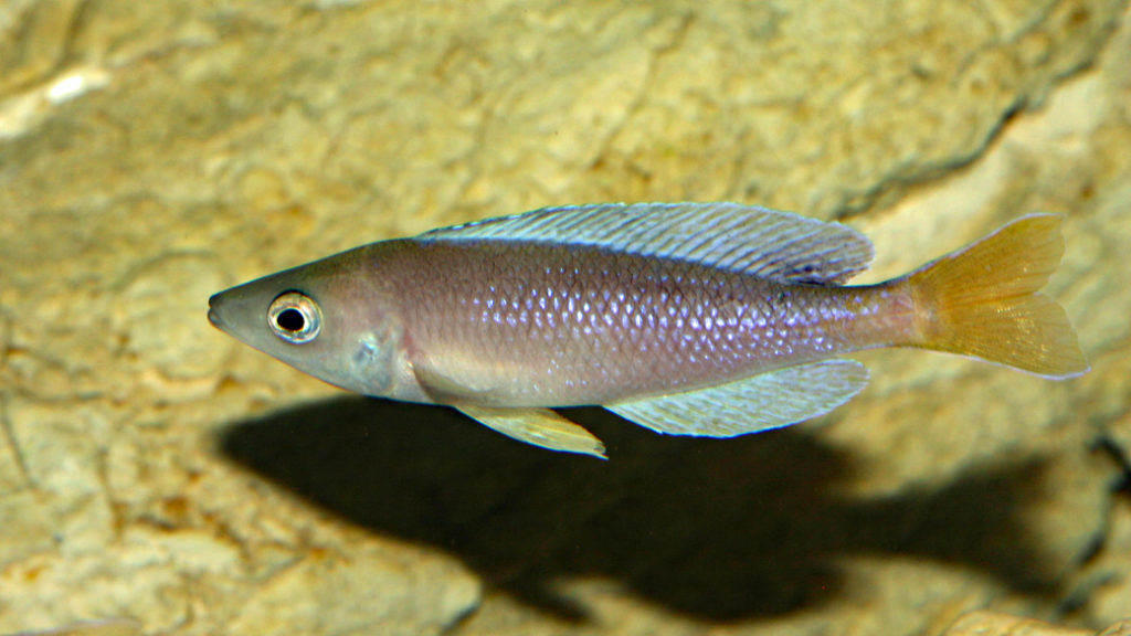 Cyprichromis leptosoma, variété de Kigoma (Chez V. Chamayou, septembre 2009)