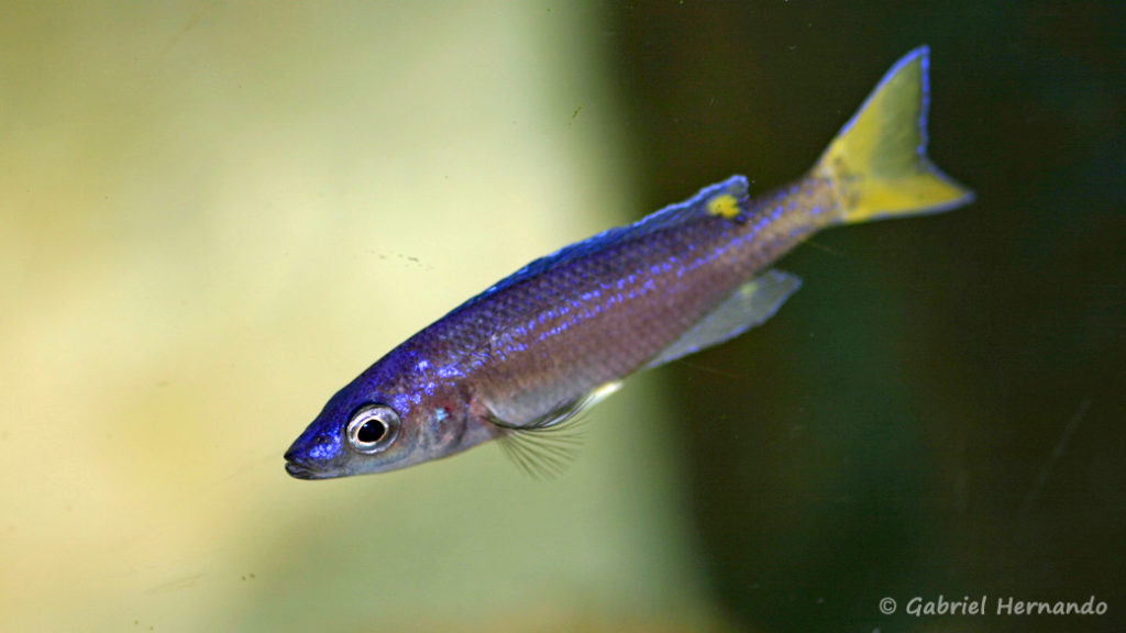 Cyprichromis leptosoma, variété de Mamelesa, forme jaune (Dans le local de Steve et Jérôme, Suisse, décembre 2008)