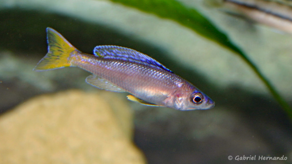 Cyprichromis leptosoma, variété de Isanga (Club aquariophile de Vernon, novembre 2004)