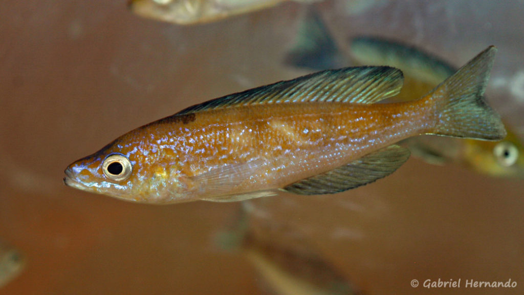 Cyprichromis microlepidotus, variété de Cap Caramba (Nancy, congrès AFC 2008)