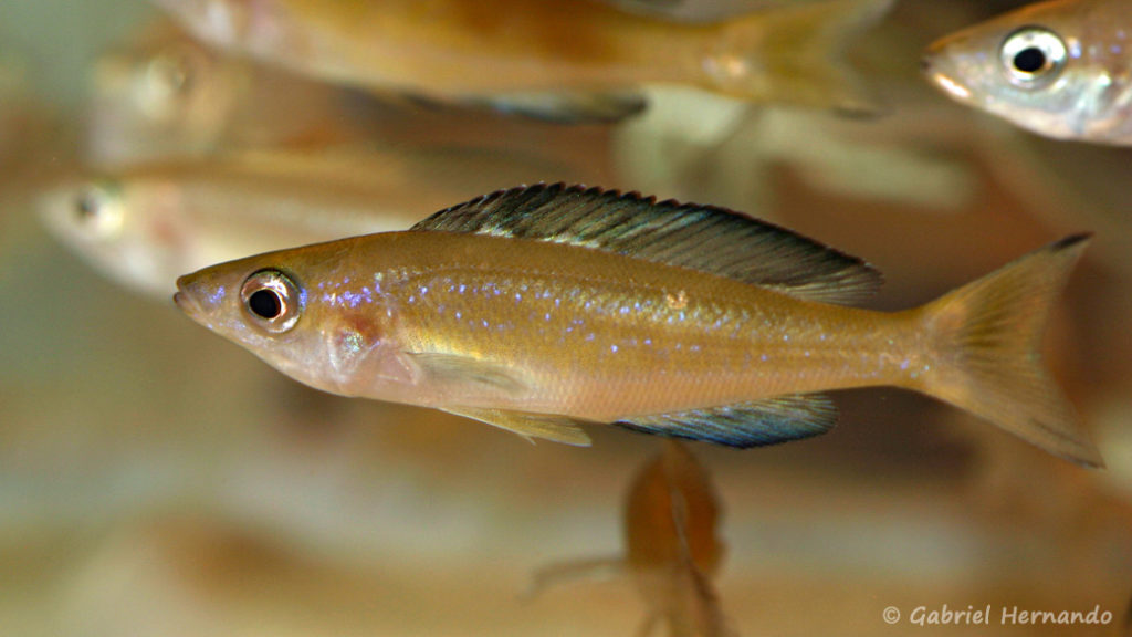 Cyprichromis microlepidotus, variété de Kasai (Nancy, congrès AFC 2008)