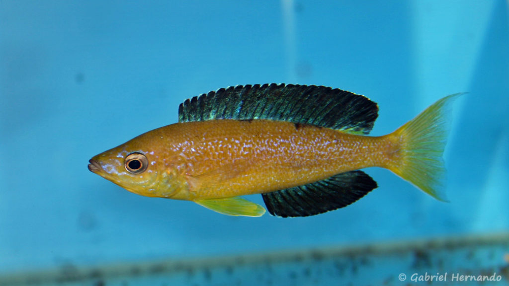 Cyprichromis microlepidotus, variété de Karilani (Abysse, septembre 2006)