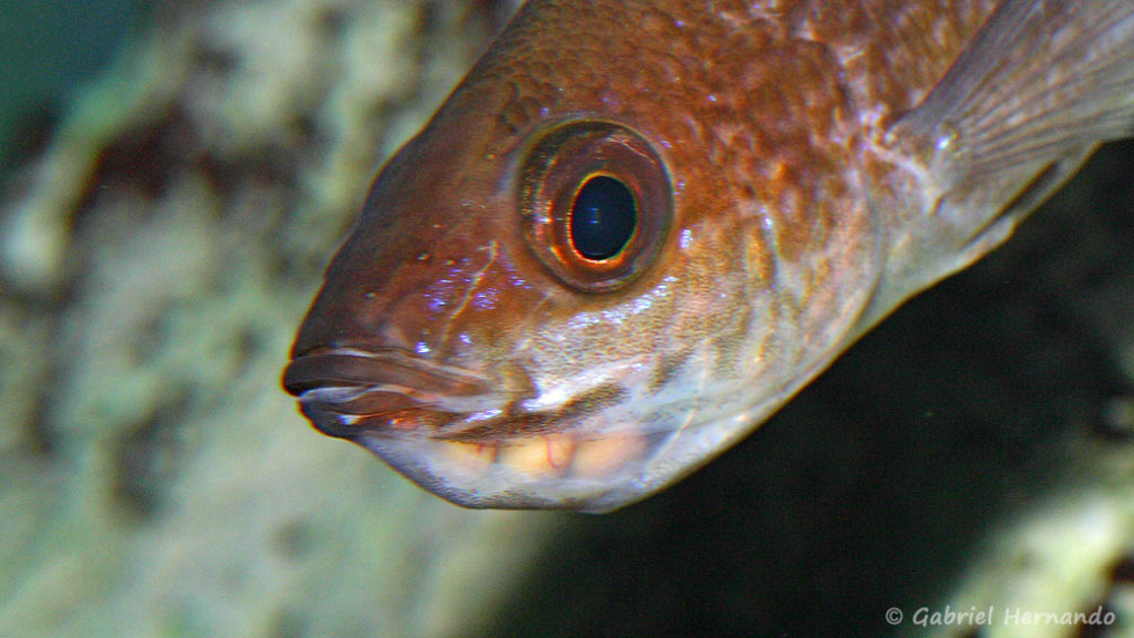 Cyprichromis microlepidotus, variété de Karilani, femelle incubant ses œufs (Club aquariophile de Vernon, septembre 2009)