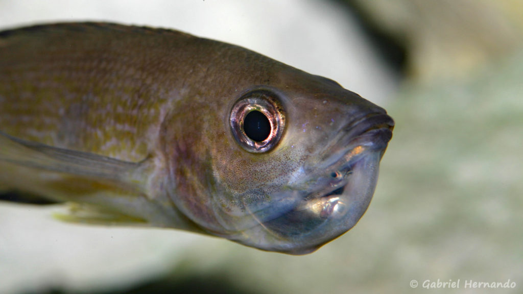 Cyprichromis microlepidotus, variété de Karilani, femelle incubant ses œufs (Club aquariophile de Vernon, octobre 2009)