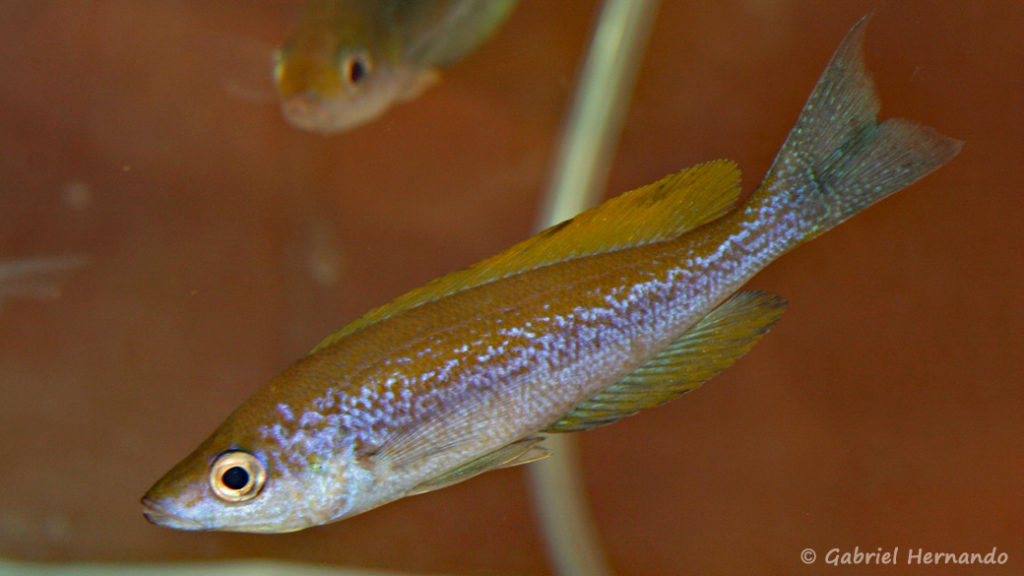 Cyprichromis microlepidotus, variété de Kigoma (Nancy, congrès AFC 2008)