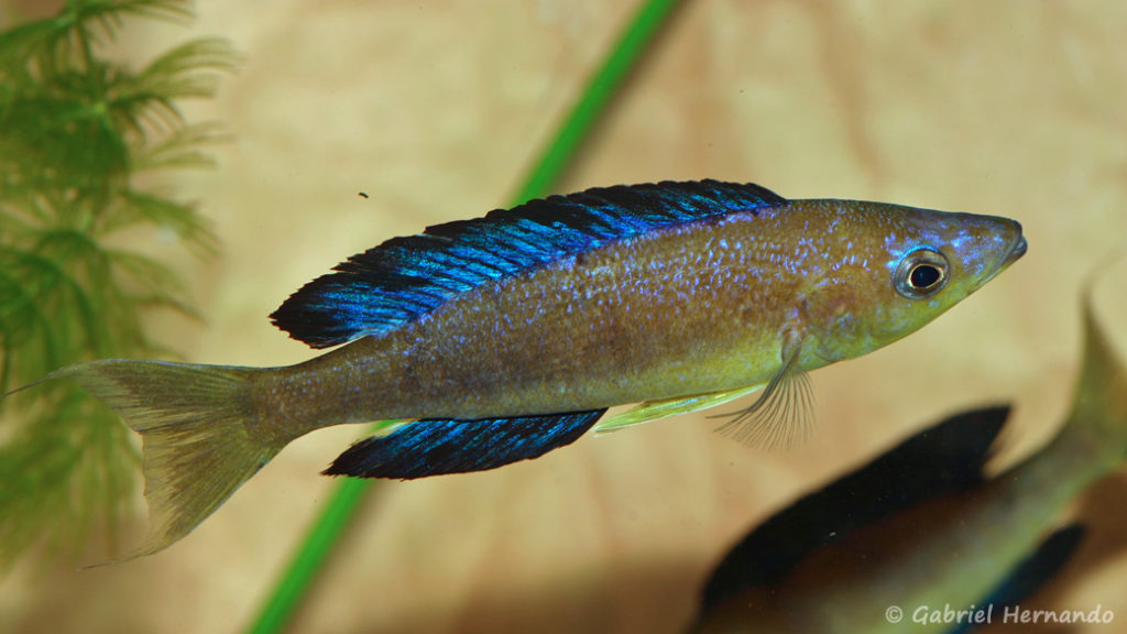 Cyprichromis microlepidotus, variété de Karilani, mâle (Club aquariophile de Vernon, décembre 2007)